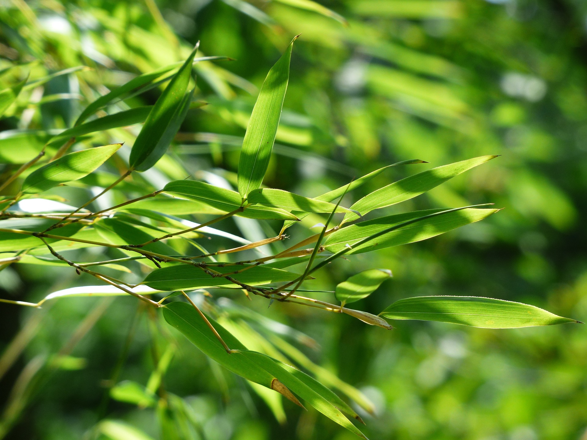 bamboo stem and leaves